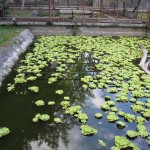 Swimming Crocodile