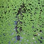 Crocodile covered with Leaves