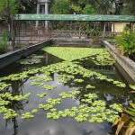 Fish Pond