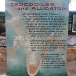 Crocodiles and Alligators