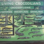 Living Crocodilians