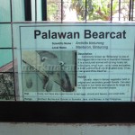 Palawan Bearcat Information