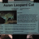 Asian Leopard Cat Information