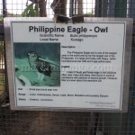 Philippine Eagle-Owl Information