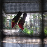 Parrots