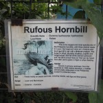 Rufous Hornbill Information