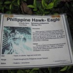 Philippine Hawk-Eagle Information