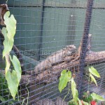 Iguana in Cage