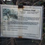 Common Koel Information