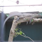 Iguana