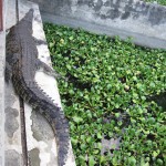 Crocodile Close Up