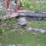 Crocodile at Crocolandia