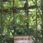 Honey Buzzard