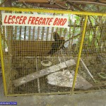 Lesser Fregate Bird