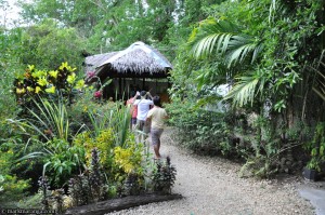 The butterfly garden