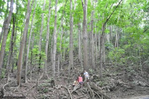 The forest from the other side of the road