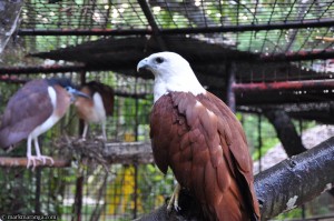 Some birds beside Prony's cage