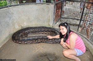Touching the biggest Python