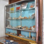 Shells in showcase