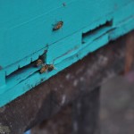 The entrance door and guard bees
