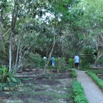 Trees, bushes, plants