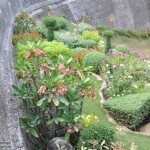 Plants and Flowers