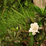 White Flower