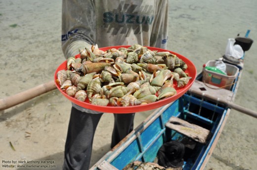 Shells with edible meat