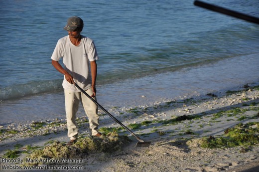 Raking the Seaweeds