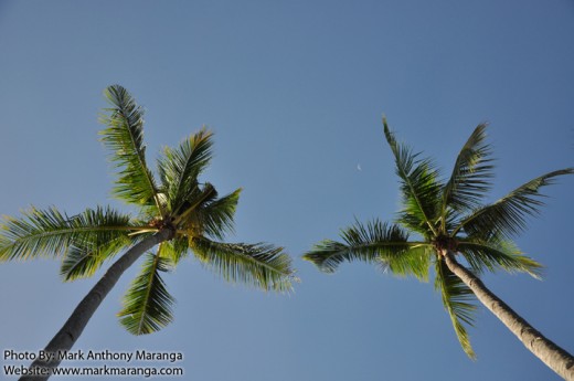 Coconut trees as Lovers