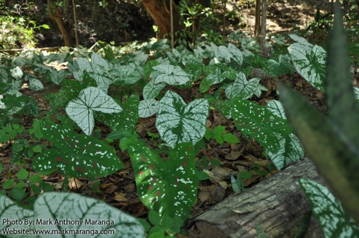 Plants