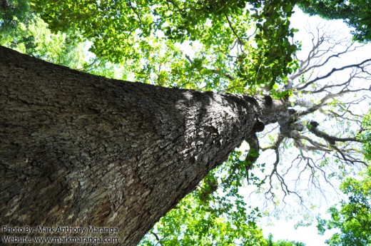 Tall Tree