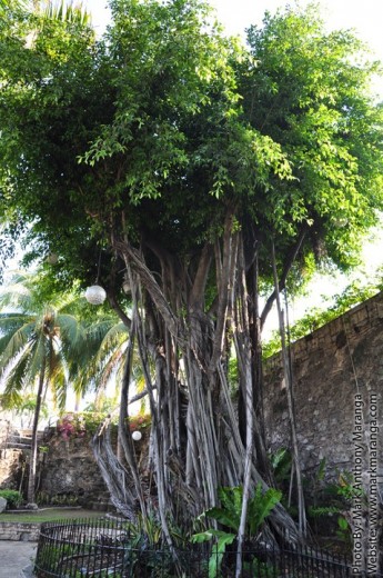 Tree with lots of branches