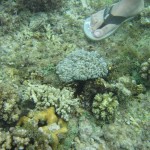 More Corals
