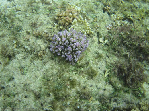 Some more corals