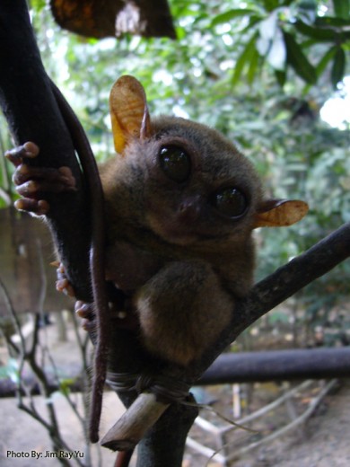 The Philippine Tarsier