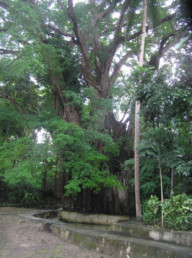 Century-old Enchanting Tree