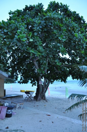 The old Talisay Tree