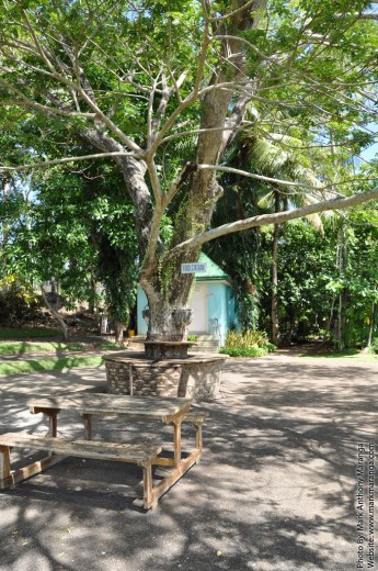 The food station underneath a big tree