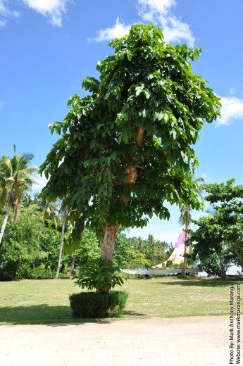 One of the big trees