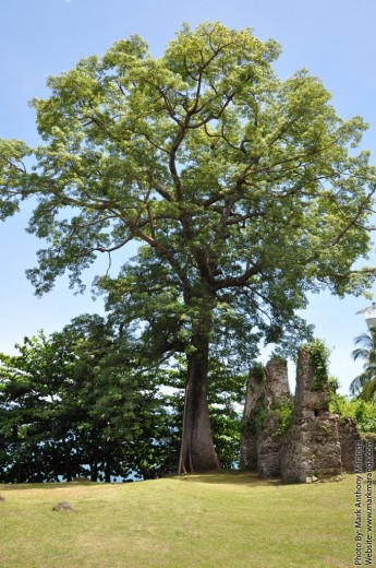 Century old tree near the ruins of the convent