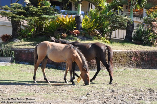 Horses for horseback riding