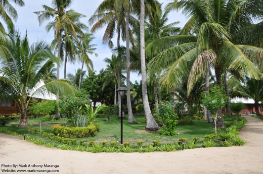 Garden with Palm Trees, Coconuts and Flowers