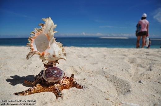 Souvenir Shell at White Island