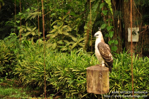 A young Philippine Eagle