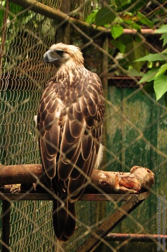 Back view of a Philippine Eagle