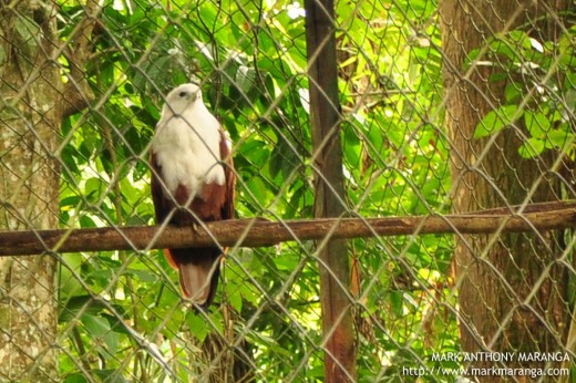 Brahminy Kite