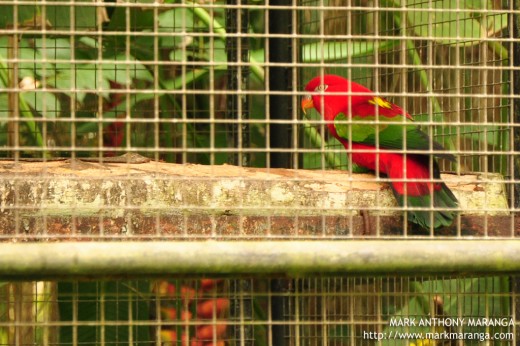 Chattering Lory