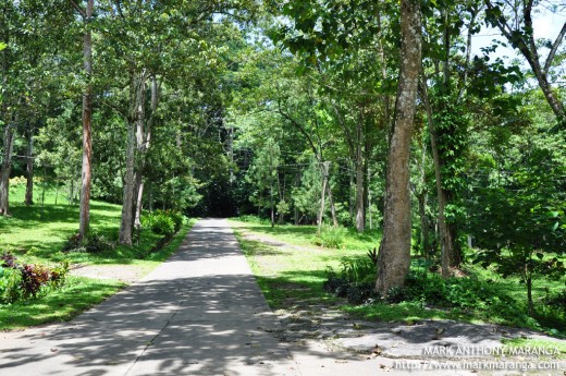 Concrete Road before the main Park