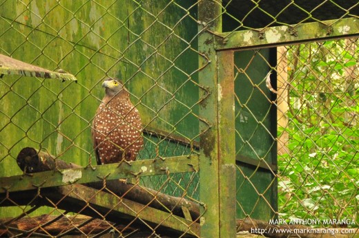 Crested Serpent Eagle